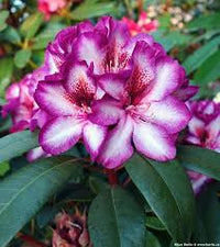 Rosa Rhododendron Hans Blumensamen zur Aussaat – farbenfroh Schau – Traditionssorte & ohne Gentechnik Samen Hausgarten