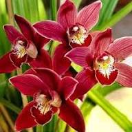Rot Cymbidium Blumensamen zur Aussaat – Drought verträglich – Traditionssorte & ohne Gentechnik Samen Hausgarten