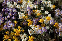 mehrfarbige Crocus Blumensamen zur Aussaat – Halbschatten verträglich – Traditionssorte & ohne Gentechnik Samen Hausgarten
