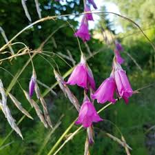 Lila Dierama Pendulum Blumensamen zur Aussaat – Bestäuber freundlich – Traditionssorte & ohne Gentechnik Samen Hausgarten