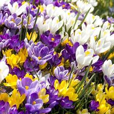 Gemischt Crocus Blumensamen zur Aussaat Garten beliebt Traditionssorte & ohne Gentechnik Samen Hausgarten