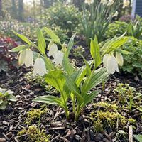 Weiß Windbell Orchidee Blumensamen zur Aussaat – Garten beliebt – Traditionssorte & ohne Gentechnik Samen Hausgarten