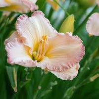 Rosa Creme Hemerocallis Blumensamen zur Aussaat Wildblume Mischung Traditionssorte & ohne Gentechnik Samen Hausgarten