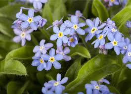 Myosotis Sylvatica Blumensamen zur Aussaat – Bestäuber freundlich – Traditionssorte & ohne Gentechnik Samen Hausgarten