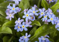 Myosotis Sylvatica Blumensamen zur Aussaat – Bestäuber freundlich – Traditionssorte & ohne Gentechnik Samen Hausgarten