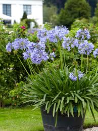 Blau Agapanthus Blumensamen zur Aussaat – Anzucht – Traditionssorte & ohne Gentechnik Samen Hausgarten