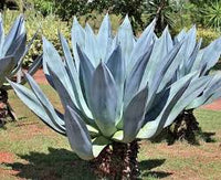 Blau Maguey Aloe Blumensamen zur Aussaat – Anzucht – Traditionssorte & ohne Gentechnik Samen Hausgarten