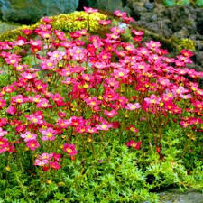 Rosa Saxifraga Blumensamen zur Aussaat – Garten beliebt – Traditionssorte & ohne Gentechnik Samen Hausgarten
