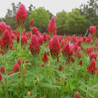 Rot Clover Blumensamen zur Aussaat – Anzucht – Traditionssorte & ohne Gentechnik Samen Hausgarten