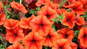 Orange Rot Petunie Blumensamen zur Aussaat biologisch Qualitäts- Traditionssorte & ohne Gentechnik Samen Hausgarten