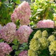 Miscela di semi di ortensia per il giardino