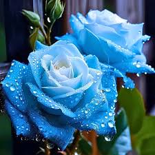 hell Blau Rose Blumensamen robust Sorte Traditionssorte & ohne Gentechnik Samen Hausgarten