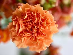 Orange Nelke Blumensamen zur Aussaat – kompakt Wuchs Traditionssorte & ohne Gentechnik Samen Hausgarten