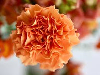 Orange Nelke Blumensamen zur Aussaat – kompakt Wuchs Traditionssorte & ohne Gentechnik Samen Hausgarten
