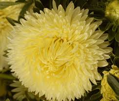 hell Gelb Aster Blumensamen zur Aussaat leuchtend Blüten Traditionssorte & ohne Gentechnik Samen Hausgarten