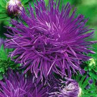 Lavendel Aster Blumensamen zur Aussaat – Garten beliebt – Traditionssorte & ohne Gentechnik Samen Hausgarten