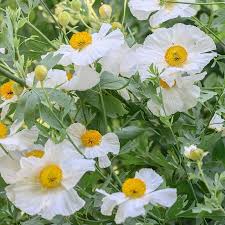 Coulteri Blumensamen zur Aussaat – Landhaus Garten wichtig – Traditionssorte & ohne Gentechnik Samen Hausgarten