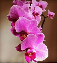 klein Rosa Orchidee Blumensamen zur Aussaat – leuchtend Blüten – Traditionssorte & ohne Gentechnik Samen Hausgarten