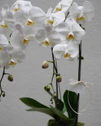 Gray Schmetterlingsorchidee Orchidee Blumensamen Garten saisonal Dauerblüher Traditionssorte & ohne Gentechnik Samen Hausgarten