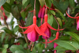 Rot Violett Fuchsie Hybrida Samen zur Aussaat Landhaus Garten wichtig Traditionssorte & ohne Gentechnik Samen Hausgarten