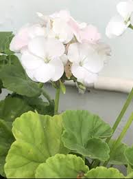 Grün Pelargonium Blumensamen zur Aussaat Anzucht Traditionssorte & ohne Gentechnik Samen Hausgarten