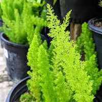 Beautifull Asparagus Meyeri Foxtail Fern Blumensamen zur Aussaat – robust Sorte – Traditionssorte & ohne Gentechnik Samen Hausgarten
