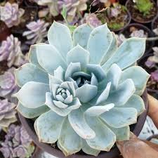Blau Echeveria Subsessilis Blumensamen zur Aussaat – sonnenliebend – Traditionssorte & ohne Gentechnik Samen Hausgarten