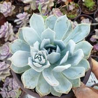 Blau Echeveria Subsessilis Blumensamen zur Aussaat – sonnenliebend – Traditionssorte & ohne Gentechnik Samen Hausgarten