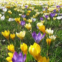 Gemischt Crocus Blumensamen zur Aussaat Garten beliebt Traditionssorte & ohne Gentechnik Samen Hausgarten