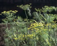 Fennel Blumensamen zur Aussaat – Bestäuber freundlich – Traditionssorte & ohne Gentechnik Samen Hausgarten