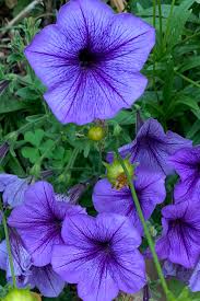 Violett & Weiß Petunie Blumensamen zur Aussaat – kompakt Wuchs – Traditionssorte & ohne Gentechnik Samen Hausgarten