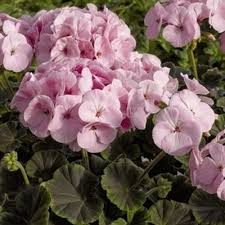 Pelargonium × hortorum Blumensamen zur Aussaat – Bestäuber freundlich – Traditionssorte & ohne Gentechnik Samen Hausgarten