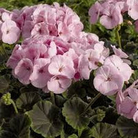 Pelargonium × hortorum Blumensamen zur Aussaat – Bestäuber freundlich – Traditionssorte & ohne Gentechnik Samen Hausgarten