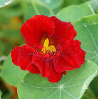 dunkel Rot Kapuzinerkresse Blumensamen Bestäuber freundlich Traditionssorte & ohne Gentechnik Samen Hausgarten