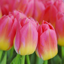 Gelb Rosa Tulpe Blumensamen zur Aussaat – Wildblume Mischung – Traditionssorte & ohne Gentechnik Samen Hausgarten