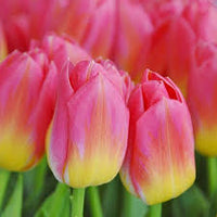 Gelb Rosa Tulpe Blumensamen zur Aussaat – Wildblume Mischung – Traditionssorte & ohne Gentechnik Samen Hausgarten