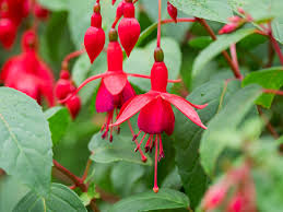 Rot Violett Fuchsie Hybrida Samen zur Aussaat Landhaus Garten wichtig Traditionssorte & ohne Gentechnik Samen Hausgarten