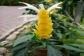 Pachystachys Lutea Blumensamen zur Aussaat – leuchtend Blüten – Traditionssorte & ohne Gentechnik Samen Hausgarten