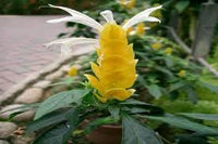 Pachystachys Lutea Blumensamen zur Aussaat – leuchtend Blüten – Traditionssorte & ohne Gentechnik Samen Hausgarten