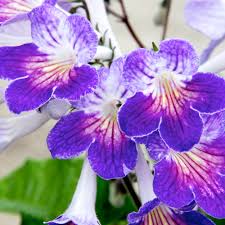 Streptocarpus Blumensamen zur Aussaat – pflegeleicht – Traditionssorte & ohne Gentechnik Samen Hausgarten