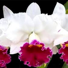 Weiß Rosa Cattleya Hybrida Blumensamen zur Aussaat – lang Blüte Saison – Traditionssorte & ohne Gentechnik Samen Hausgarten