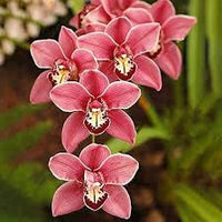 Cymbidium Orchidee Blumensamen zur Aussaat – lang Blüte Saison – Traditionssorte & ohne Gentechnik Samen Hausgarten
