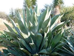 Grün Agave Kerchovei Blumensamen zur Aussaat – farbenfroh Schau – Traditionssorte & ohne Gentechnik Samen Hausgarten