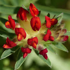 tief Rot Wicke Blumensamen zur Aussaat Schnitt Blume beliebt Traditionssorte & ohne Gentechnik Samen Hausgarten