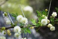 Weiß Acacia mehrjährig Blumensamen zur Aussaat Bestäuber freundlich Traditionssorte & ohne Gentechnik Samen Hausgarten