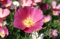 Violett Eschscholtzia Blumensamen Anzucht Traditionssorte & ohne Gentechnik Samen Hausgarten