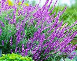 Lavendel Barbara Blumensamen zur Aussaat – farbenfroh Schau – Traditionssorte & ohne Gentechnik Samen Hausgarten