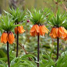 Bordeaux Crown Imperial Blumensamen – farbenfroh Schau Traditionssorte & ohne Gentechnik Hausgarten