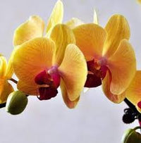 Dark orange phalaenopsis orchid samen for anpflanzung blume
