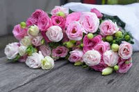 Rosa Nezabudka Blumensamen Garten farbenfroh Schau Traditionssorte & ohne Gentechnik Samen Hausgarten